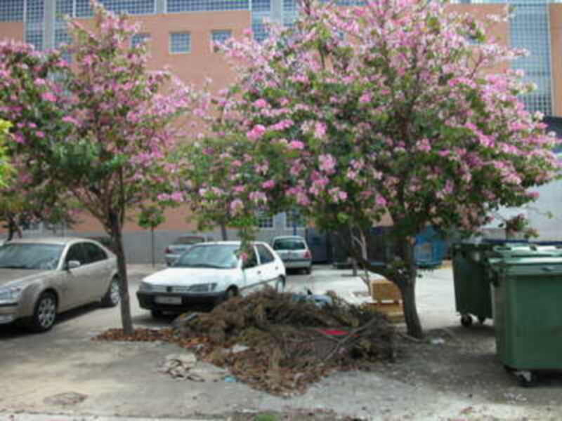 Árboles con flores rosadas en un entorno urbano, cerca de coches estacionados y contenedores.