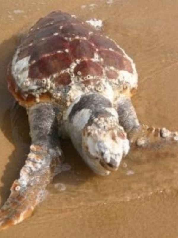Una tortuga marina con una piel roja y blanca descansando en la arena de la playa.