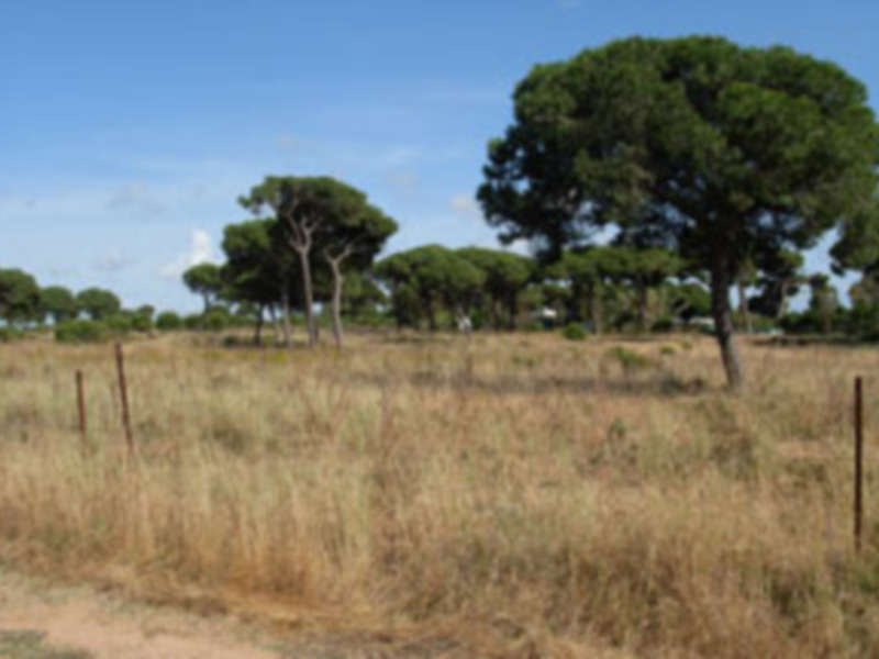 Árboles de pino en un campo abierto con hierba seca y cielo azul claro.
