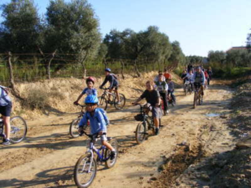 Niños montando bicicletas en un camino de tierra, rodeados por olivos y una valla.