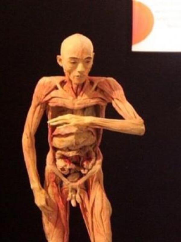 Modelo anatómico de un cuerpo humano, enfatizando los músculos y órganos internos.