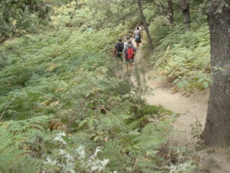 Gente caminando por un sendero forestal lleno de vegetación verde.