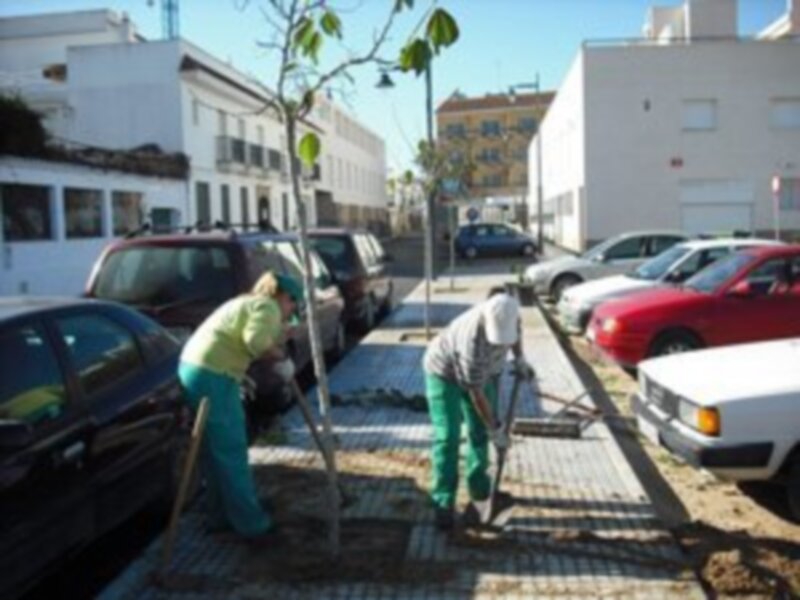 Dos personas trabajando en la plantación de un árbol en una calle. La imagen muestra vehículos estacionados y edificios al fondo.