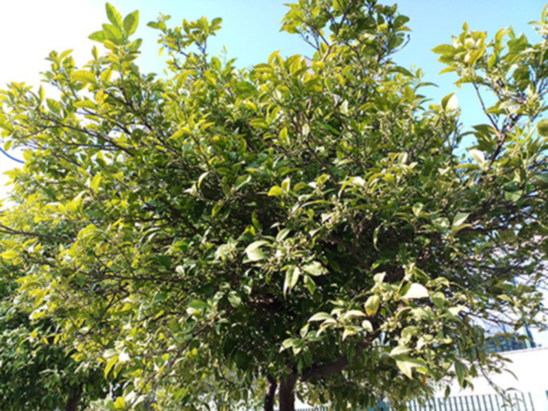 Árbol frutal con hojas verdes y ramas extendidas, en un entorno urbano.