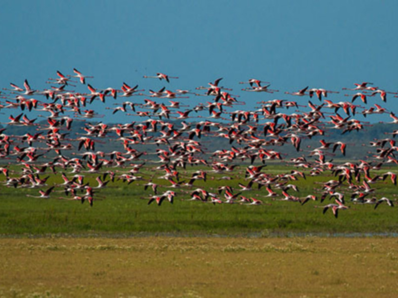 Un gran grupo de flamencos rosa volando en un paisaje verde y azul. El cielo despejado y el suelo cubierto de hierba danzan con la brisa.