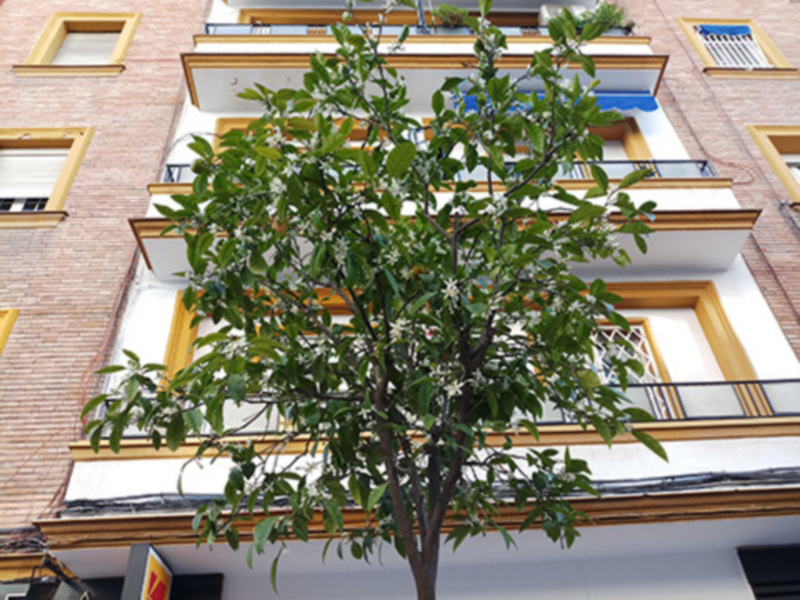 Un árbol con flores blancas en un edificio con balcones amarillos y ventanas con marcos de cristal.
