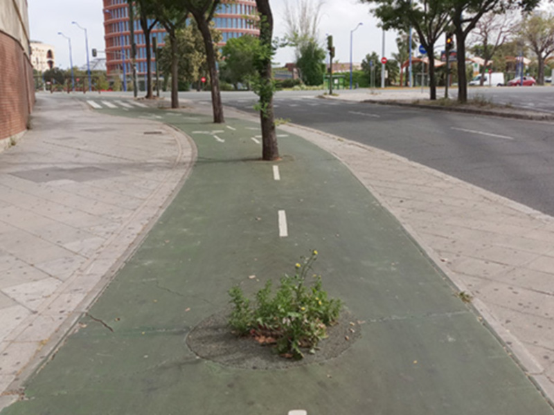 Un pequeño arbusto crece en el suelo de una ciclovía, rodeada por un camino peatonal y una calle. La imagen muestra la intersección de dos caminos, con árboles y edificios a lo lejos.