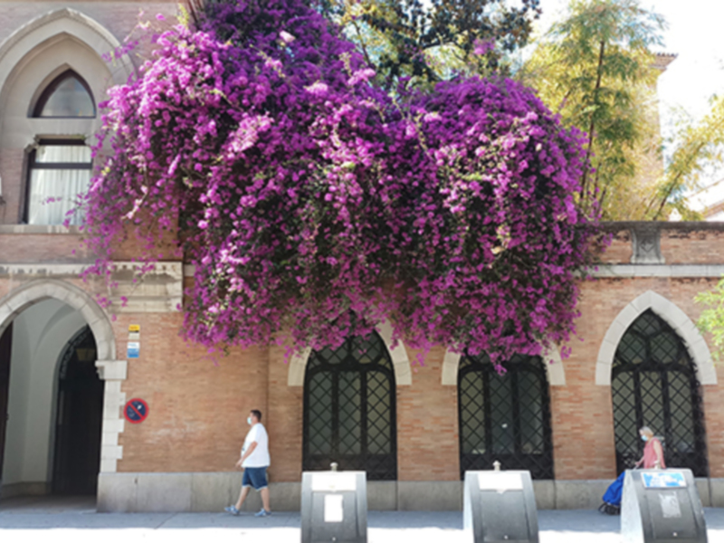 En un entorno urbano, una gran planta colgante de flores moradas sobresale en un edificio con arcos y ventanas. La imagen muestra a personas caminando por el camino, con un par de contenedores de basura en la parte inferior. La arquitectura y el paisaje floral crean un contraste interesante entre la naturaleza y el urbanismo.