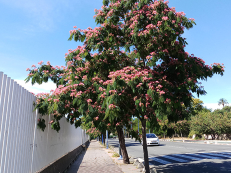 Árboles con flores rosadas florecen junto a una valla blanca en un día soleado.