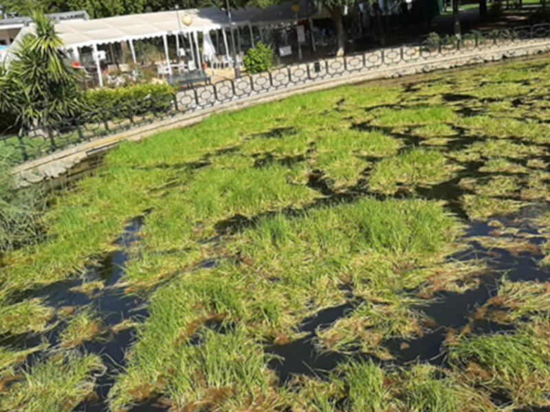 Un paisaje con vegetación exuberante y una estructura metálica en el fondo. La vegetación parece estar creciendo excesivamente, lo que sugiere un problema de sobrecultivo o posible contaminación. La estructura metálica parece ser una cerca o un muro de contención, lo que indica que el área podría estar siendo protegida de alguna forma.