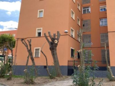 El PP denuncia que el gobierno chipionero amedrenta al CANS y no cumple la ordenanza municipal de poda