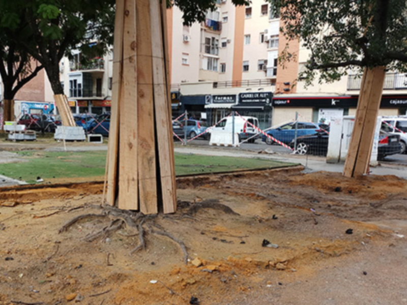 Un árbol joven con raíces expuestas en un área de construcción, rodeado por tierra desgastada y una estructura de madera. En el fondo, se observan edificios con ventanas y una calle con vehículos estacionados.