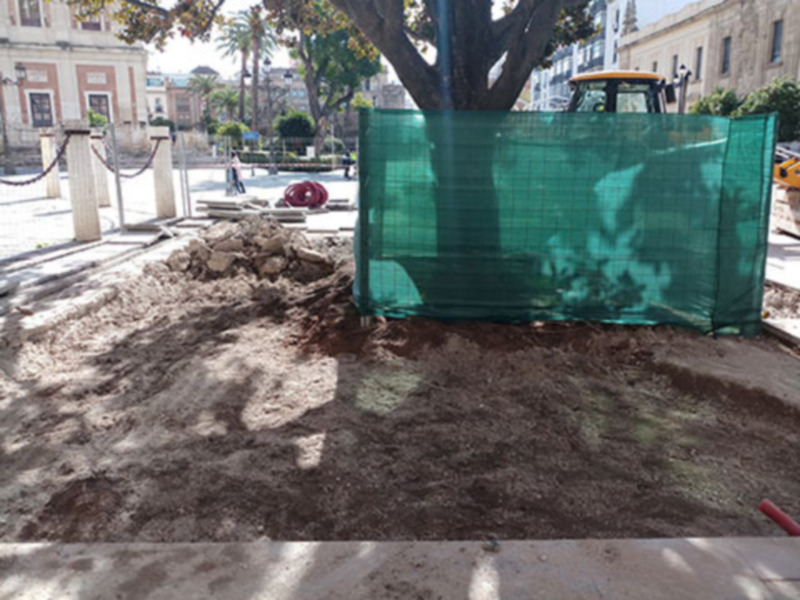 Un árbol grande con una malla verde a su alrededor, en un entorno urbano con edificios y coches.
