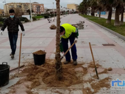 Laura Román aclara que los árboles plantados en el muelle han supuesto coste cero y ocupan alcorques que ya existían 