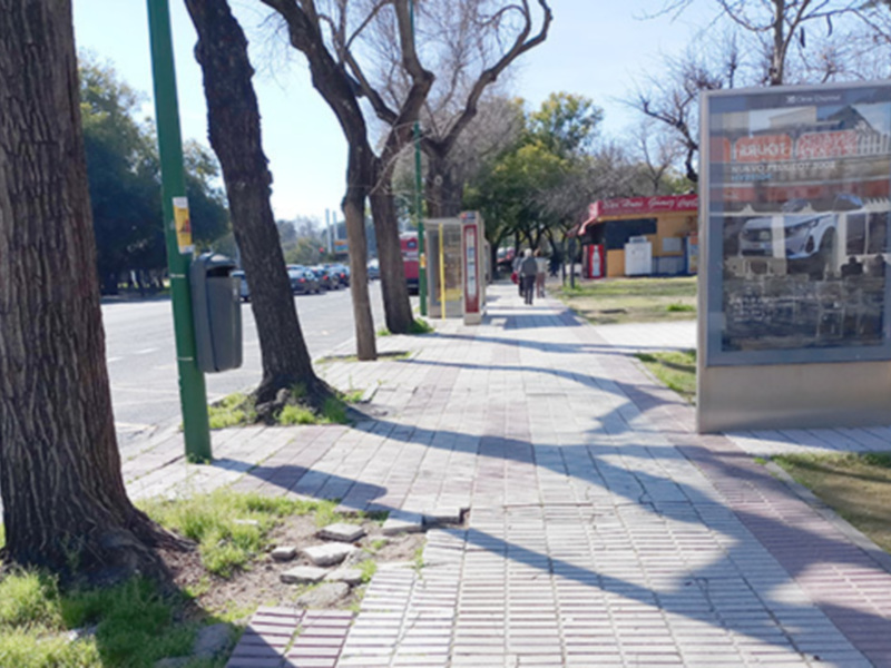 Paz en la calle, con árboles sin hojas y un pajarito en el camino, en un día soleado con sombras largas en el adoquinado. Detalle de la señalización y publicidad en el fondo.