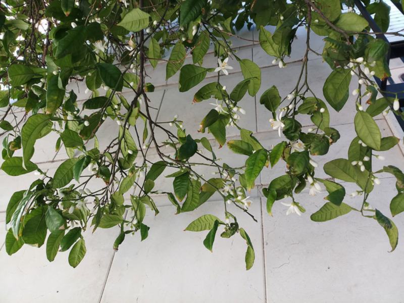 Flores blancas y hojas verdes en un árbol en frente de una pared blanca. La imagen muestra un detalle de la naturaleza en un entorno urbano.