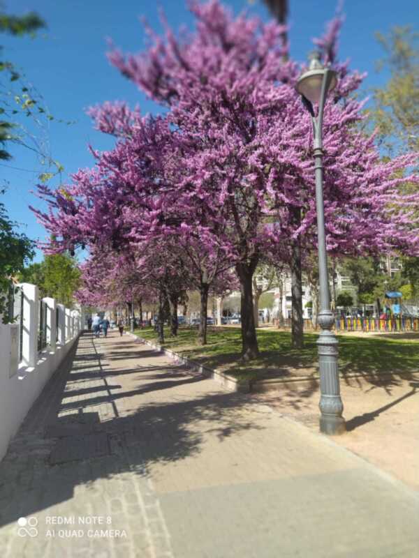Árboles con flores púrpuras en un camino de asfalto, con sombras caídas y una farola al lado.