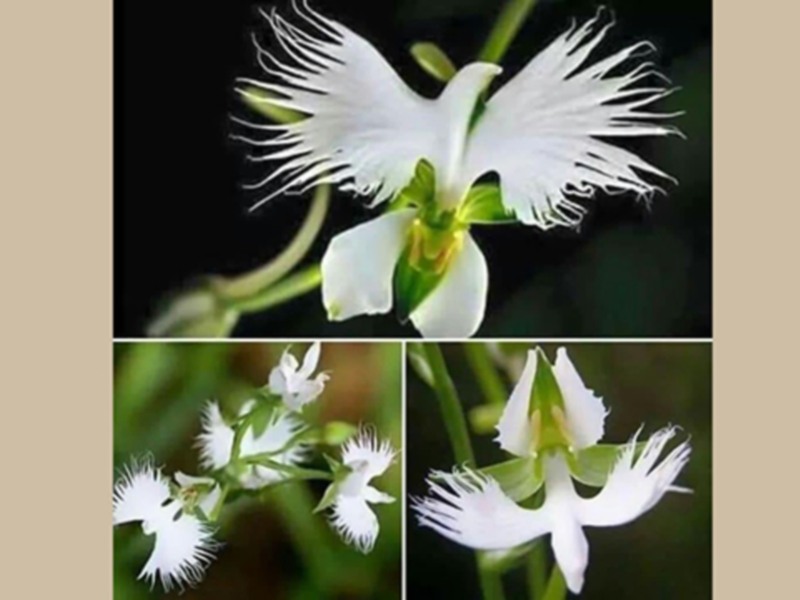 Una hermosa flor blanca con pétalos largos y finos, parecida a un pájaro en vuelo. La imagen muestra diferentes ángulos de esta flor exótica, destacando su belleza y detalles.