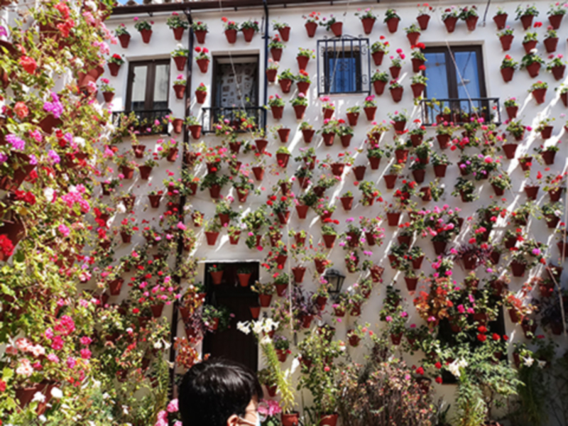 Un muro de flores coloridas en una casa española, con ventanas y balcones llenos de plantas.