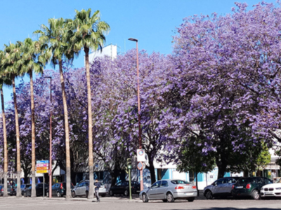 Últimos días de la floración espectacular de las Jacarandas en Sevilla.