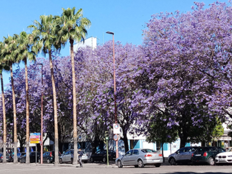 Árboles con flores púrpuras en un parque o área urbana, con coches y edificios al fondo.