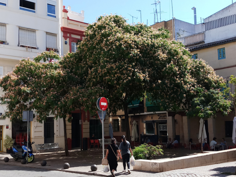 Dos personas caminan por una calle con un árbol en flor y edificios a ambos lados. Hay una señal de stop roja y un paraguas colgando del edificio.