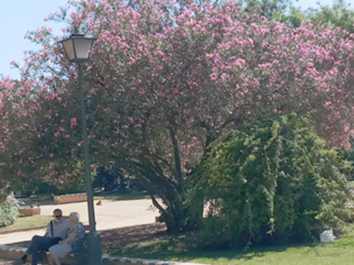La sombra de la Adelfa en los Jardines de Cristina en Sevilla.
