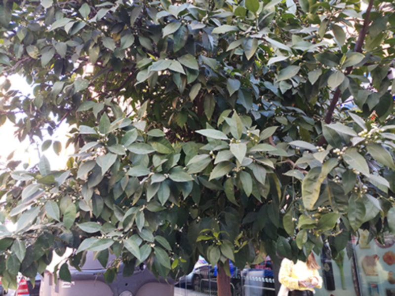 Árbol con hojas verdes y brillantes en un entorno urbano, con edificios y una calle en el fondo.