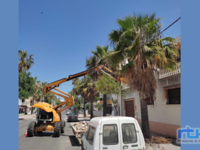 En marcha el plan de poda de las palmeras del casco urbano chipionero
