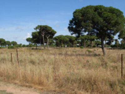 Los pastos secos son un riesgo de incendio en el Pinar de Chipiona.-