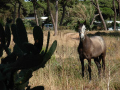 CANS ALERTA DE PELIGRO DE INCENDIO EN LOS MAJADALES DE CHIPIONA