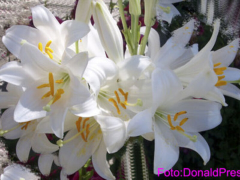 En noviembre analizamos las Máximas o flores espirituales y testimoniales que escribió Santa Ángela de la Cruz, en honor a Las Hermanad de la Compañía de la Cruz. (IX).