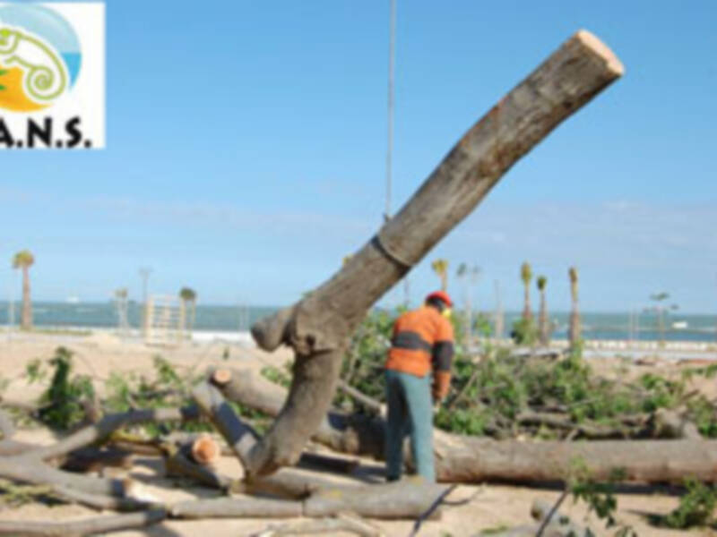 Ecologistas chipioneros piden responsabilidades por el corte de árboles en Avenida de Sanlúcar
