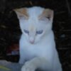 La proliferación de gatos en el cordón dunar de Chipiona,  pone en serio peligro la importante colonia de camaleones de la zona.