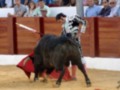 Un torero en acción durante una corrida de toros, mostrando habilidad y valentía frente a un toro en el ruedo.