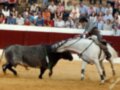 Un toro negro y un caballo blanco se enfrentan en una plaza de toros. El público observa desde las gradas, mientras el torero monta en el caballo.