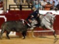 Un toro negro corre furiosamente mientras un caballo blanco y su jinete intentan controlarlo. La escena se desarrolla en un ambiente de toros, con espectadores observando desde la grada.