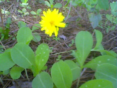 Flor amarilla en medio de hojas verdes y ramas secas.