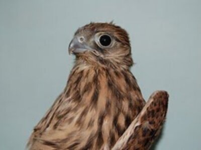 Recuperan especies en zonas de Chipiona 