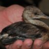 Recuperan especies en zonas de Chipiona 