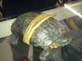 Una tortuga con una cinta amarilla envuelta en su cuerpo, posada sobre un mostrador de vidrio.