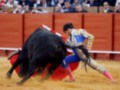 Un torero en acción durante una corrida de toros, luchando con un toro negro en una plaza de toros.