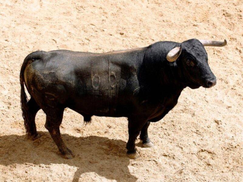 Orden de lidia de los toros de Hrdos. del Excmo. Sr. Conde de la Maza par a la quinta de abono en Sevilla