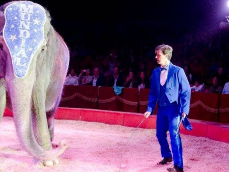 El conde de Salvatierra debuta como domador de elefantes en el circo mundial en Sevilla.