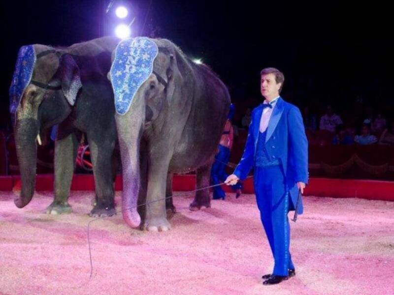 El conde de Salvatierra debuta como domador de elefantes en el circo mundial en Sevilla.
