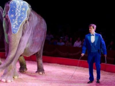 El conde de Salvatierra debuta como domador de elefantes en el circo mundial en Sevilla.