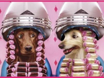 Lola y Pluto, los nombres de perro preferidos por los españoles