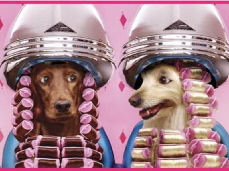 Lola y Pluto, los nombres de perro preferidos por los españoles