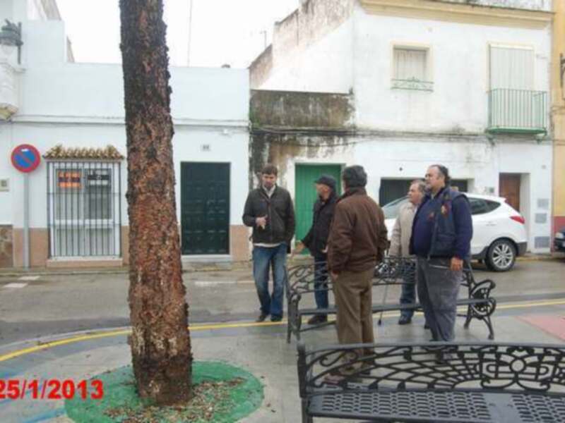PSOE HACE LEÑA DEL ARBOL CAÍDO(Chipiona)