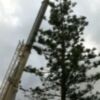 Operarios municipales talan la araucaria de la Plaza Vieja por riesgo de caída(Chipiona)